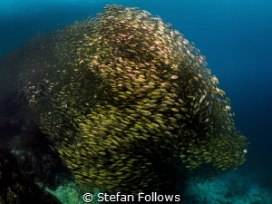 All that Glitters ... Oxeye Scad - Selar boops. Sail Rock... by Stefan Follows 